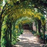 همه چیز در مورد داربست لوله انگور