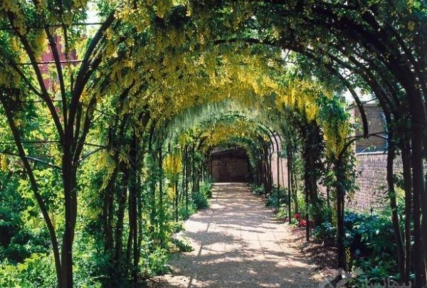 همه چیز در مورد داربست لوله انگور